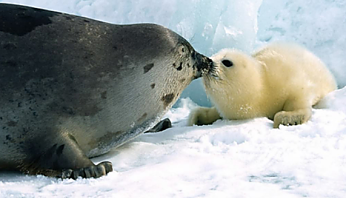 Reproducción de las focas