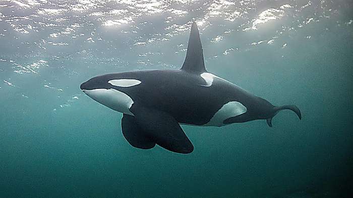 Las Orcas : Conoce aspectos relevantes de esta "Ballena asesina"