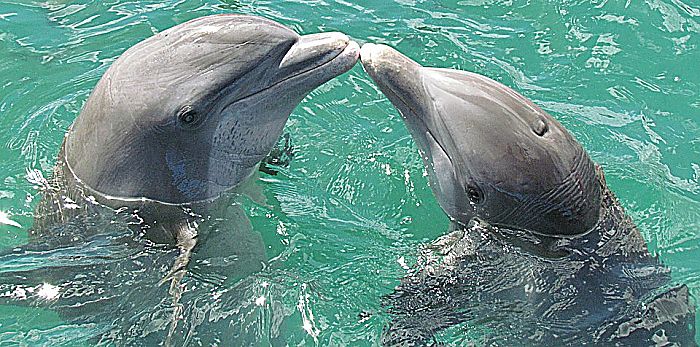 7 Tipos de los delfines más comunes