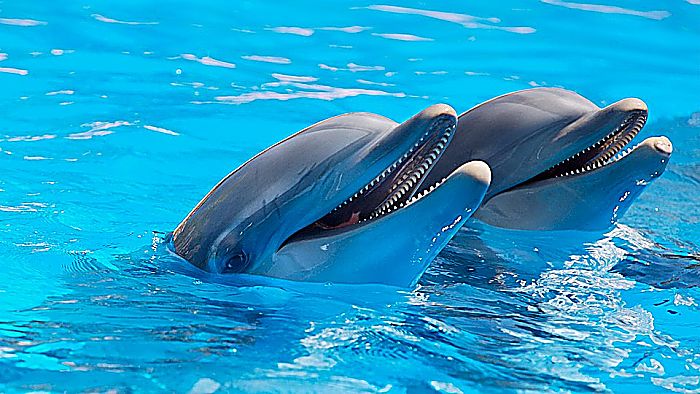 Tipos de delfines : Especies más comunes