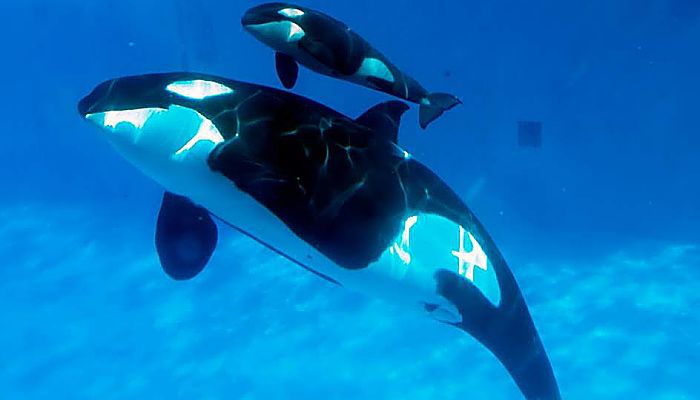 tipos de orcas : Conoce 3 especies