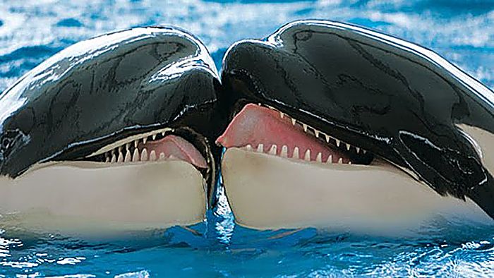 Tipos de orcas - 3 Especies 
