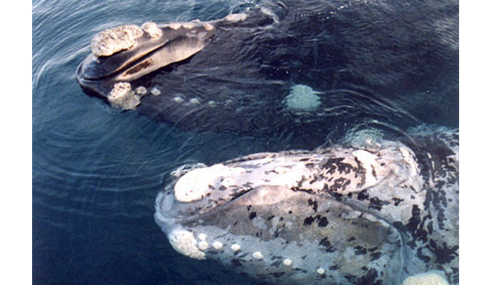 Ballena Franca - Conoce su estilo de vida