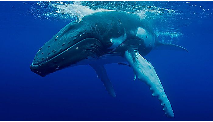 Tipos de ballenas