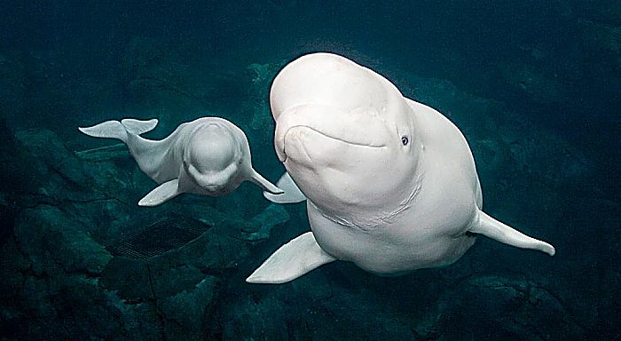 La beluga y su reproducción