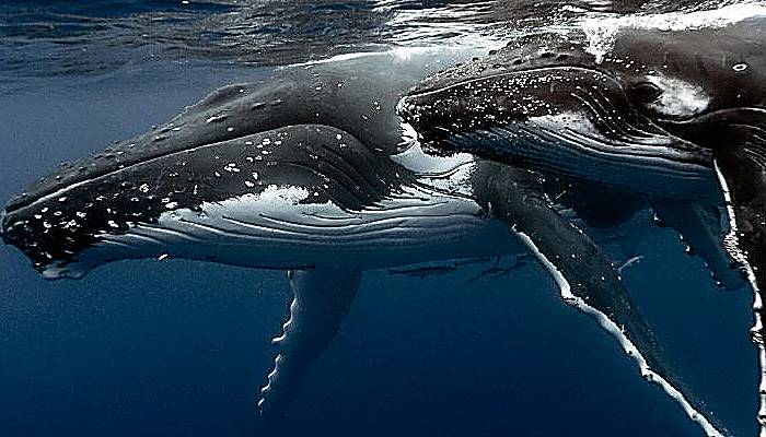 Tipos de ballenas