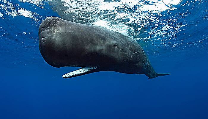 Tipos de ballenas - Conoce a estas hermosas especies