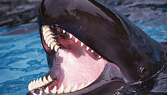 Características de las Ballenas Dentadas