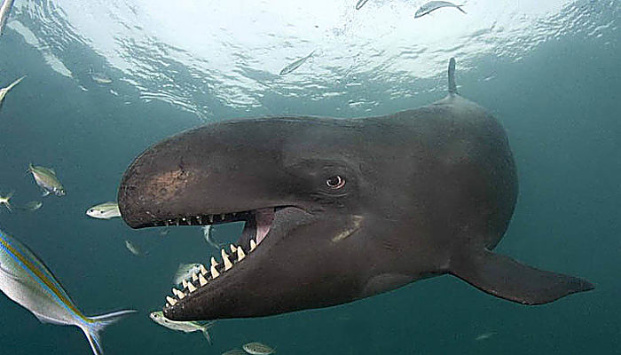 Las Ballenas Dentadas: Características, Reproducción, Alimentación, entre otros