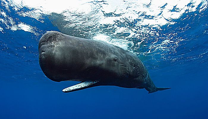 El Cachalote es la ballena que tiene mayor capacidad de inmersión y la que emite los sonidos más fuertes y llamativos del Océano.